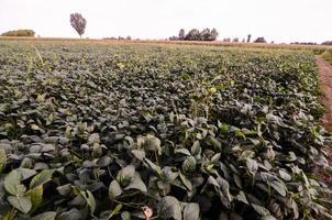 campo do cultivo foto