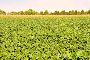 campo do cultivo foto