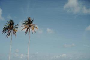 coqueiros tropicais mínimos no verão com o fundo do céu foto