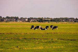 vacas pastar em a campo foto
