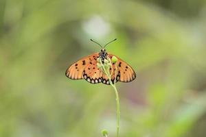 uma lindo borboleta empoleirado em uma selvagem plantar durante uma muito ensolarado dia foto