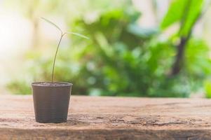 vaso de planta na mesa foto