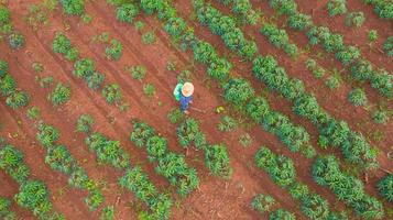 vista aérea de cima de fazendeiros trabalhando na fazenda de mandioca