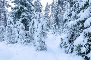 árvores cobertas de neve na floresta de inverno