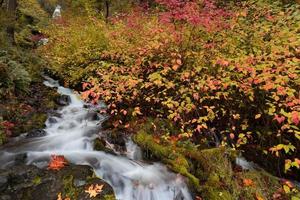 cachoeira de riacho rodeada por folhagem vibrante de outono foto