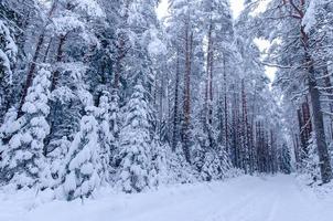 árvores cobertas de neve na floresta de inverno