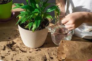 água a espatifilo com água . replantar interior plantas. mantendo a requeridos solo nível foto