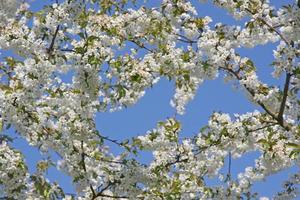 lindo galho de árvore florescendo na primavera. foto