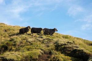 três Preto ovelha em a montanha foto