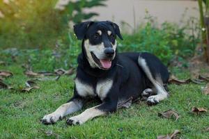 a caçada é uma grande, bem construída, inteligente, amigável, enérgico, treinável cachorro com Preto e branco pele em a face, peito e pernas. suave e seletivo foco. foto