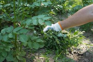 uma mão remove ervas daninhas no jardim. conceito de jardinagem. foto
