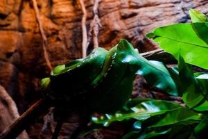 seletivo foco do dormindo verde pítons enquanto embrulhado por aí seus corpos dentro uma Sombrio jaula. foto