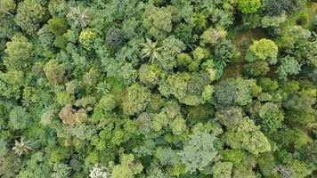 zangão foto do floresta Visão a partir de acima com natural verde fundo