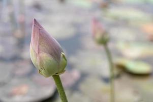 lótus lagoa dentro a jardim com borrado fundo foto