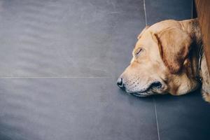 cenário do dourado retriever dormindo em a chão e mostrar só cabeça lado de fora a muro. foto