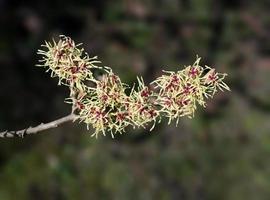 bruxa avelã - hamamelis - florescendo dentro inverno, alemanha foto