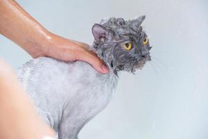 gato zangado na banheira foto