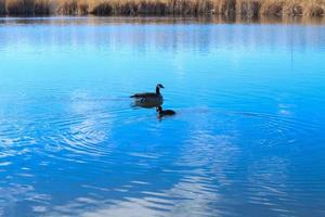 pato canadense e pássaro gallinule no lago foto