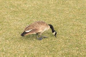 pato canadense faminto foto