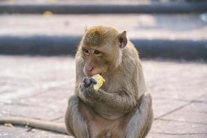 macaco comedor de caranguejo comendo frutas em lop buri, tailândia