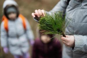 mãe mostra uma conífero ramo para a meninas dentro floresta. foto