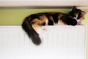 gato mentiras em uma aquecimento radiador em uma frio dia. foto