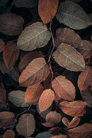 Castanho japonês knotweed plantar folhas dentro outono temporada, Castanho fundo foto