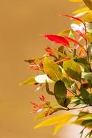 fechar acima lindo vermelho fotos dentro uma jardim, fundo papel de parede, desatado padrão, Alto qualidade foto