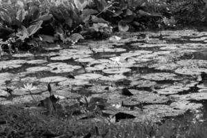 água lírio lótus dentro a jardim foto