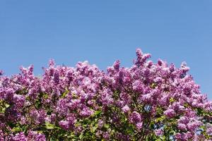 arbustos do florescendo roxa lilases contra a céu foto