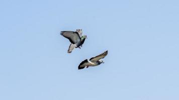 pombo voando no céu azul foto