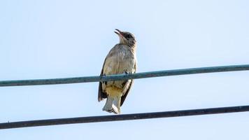 bulbul orelhudo raiado empoleirado no fio foto