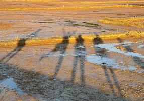 sombra do pessoas caminhando em arroz arroz depois de colheita foto