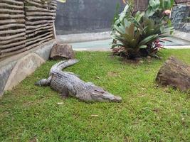 a jacaré dentro uma jardim zoológico cercado foto