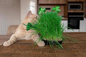 engraçado pêssego gato mentiras Próximo para a brotou animal Relva com a símbolo do st. patrick, a trevo em a cozinha mesa dentro a casa. Primavera feriado st. patrick's dia e animal foto