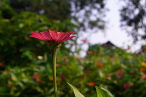 Visão do zínia flores florescendo dentro a jardim foto