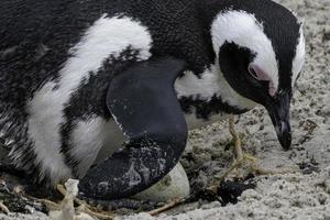 uma capa pinguim mãe senta em dela ovo dentro sul África. foto