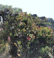 imagens do vários selvagem plantas foto