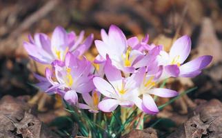 flores de açafrão roxas florescendo em um foco suave em um dia ensolarado de primavera foto