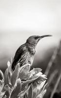 cape sugarbird sentado nas flores das plantas, jardim botânico nacional de kirstenbosch. foto