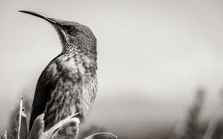 cape sugarbird sentado nas flores das plantas, jardim botânico nacional de kirstenbosch. foto