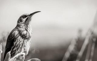 cape sugarbird sentado nas flores das plantas, jardim botânico nacional de kirstenbosch. foto