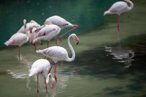 uma rebanho do branco flamingos foto