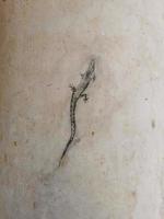 lagarto. rua desenhando dentro uma rachadura dentro uma mármore coluna foto