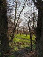 primavera, a primeiro verde Relva dentro a floresta foto