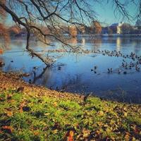 lago com patos foto