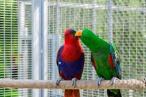 vermelho e verde Sol conure papagaio pássaro se beijando em a poleiro, foto