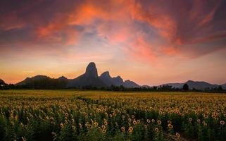 lindo girassol campo em pôr do sol Tempo às lop buri, foto