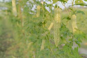 fresco amargo cabaça ou amargo Melão crescimento em árvore dentro orgânico vegetal Fazenda foto