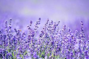 campo de lavanda na Itália foto